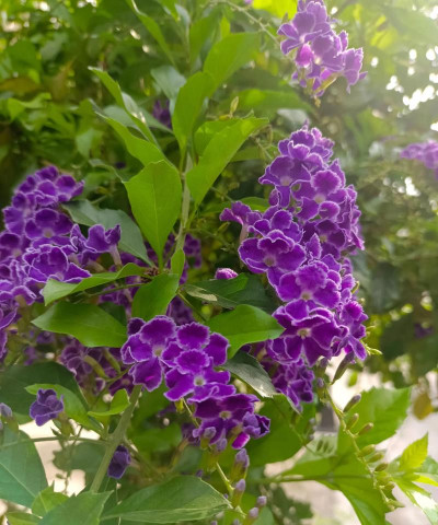 小众送妈妈的花有哪些花