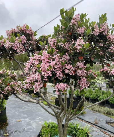 小众送妈妈的花有哪些花