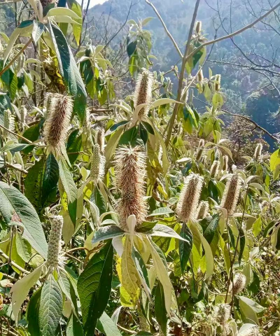 小众送妈妈的花有哪些花