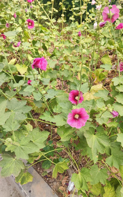 小众送妈妈的花有哪些花