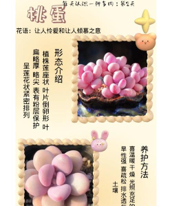 小众送妈妈的花有哪些花