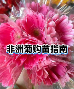 小众送妈妈的花有哪些花