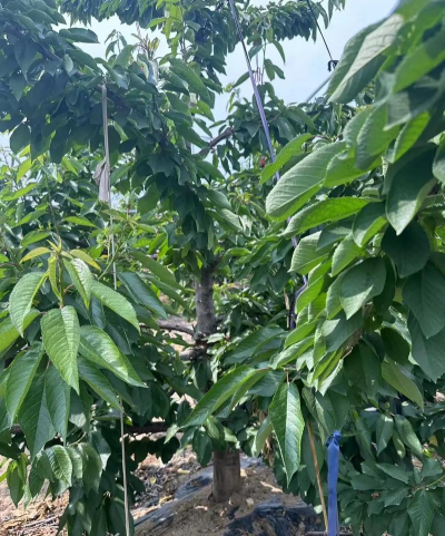 美早大樱桃苗种植技术全解析：品种特性、季节管理与区域适配方案