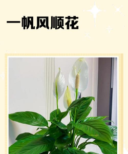 小众送妈妈的花有哪些花