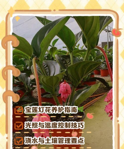 小众送妈妈的花有哪些花