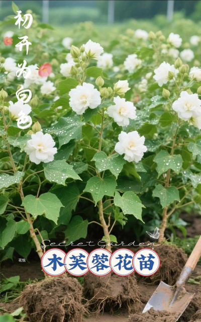 小众送妈妈的花有哪些花