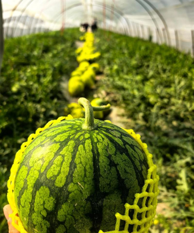 特小凤西瓜种植技术全解析：品种特性、栽培管理与区域化解决方案