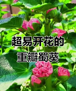 小众送妈妈的花有哪些花