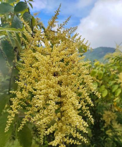 小众送妈妈的花有哪些花