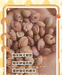 种上樱花种子会长出樱花吗