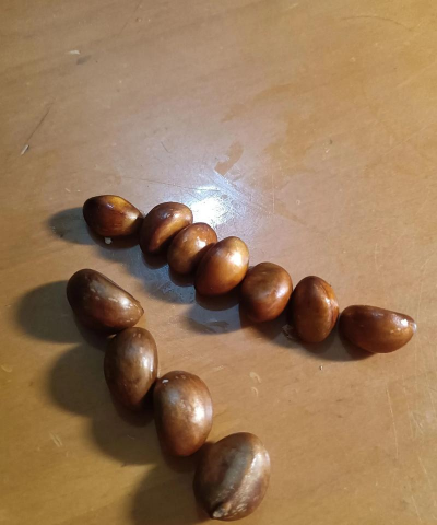 小众送妈妈的花有哪些花