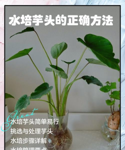 毛芋头能水培吗水培技术详解与南北四季种植方案