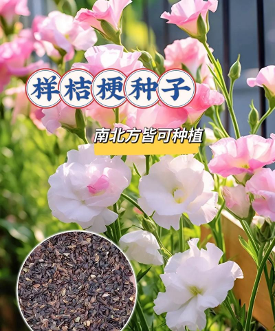 小众送妈妈的花有哪些花