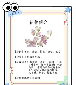 小众送妈妈的花有哪些花
