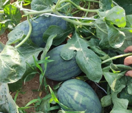 小众送妈妈的花有哪些花