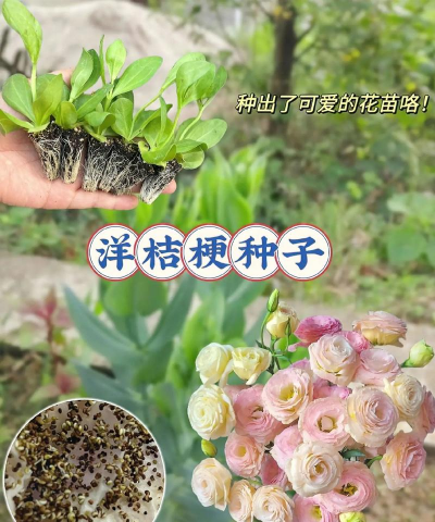小众送妈妈的花有哪些花