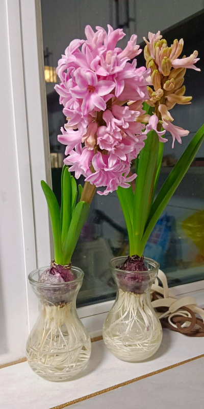 小众送妈妈的花有哪些花