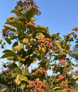 小众送妈妈的花有哪些花