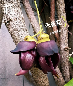 小众送妈妈的花有哪些花