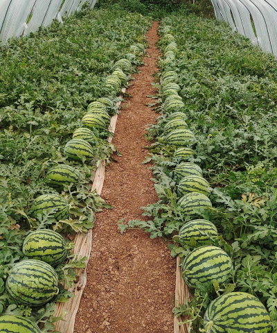 小众送妈妈的花有哪些花