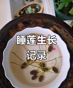 小众送妈妈的花有哪些花