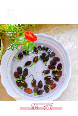 小众送妈妈的花有哪些花