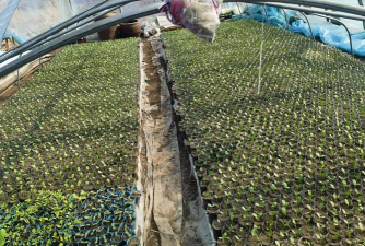 特小凤西瓜是嫁接的吗种植技术全解析（含不同季节与地区解决方案）