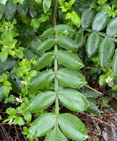 小众送妈妈的花有哪些花