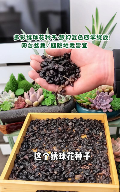 小众送妈妈的花有哪些花