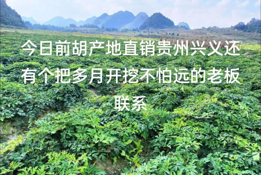 白花前胡种植高产技术