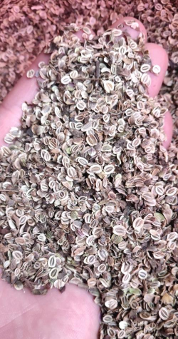 白花前胡种子多少钱一斤