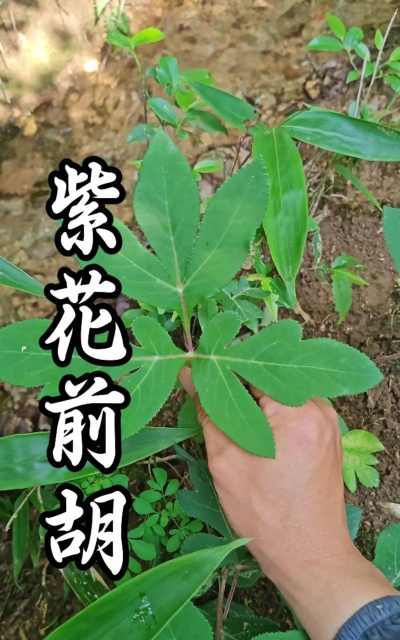 白花前胡的种植时间是什么时候