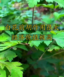 白花前胡什么时候收种子呢