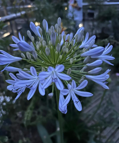 小众送妈妈的花有哪些花