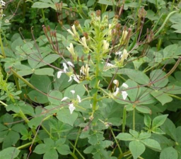 小众送妈妈的花有哪些花