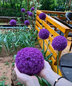 小众送妈妈的花有哪些花