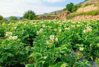 小众送妈妈的花有哪些花