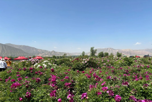 小众送妈妈的花有哪些花