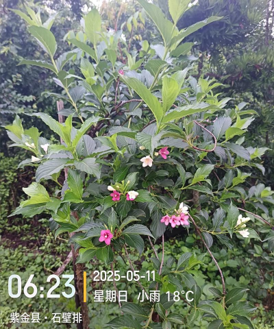 小众送妈妈的花有哪些花