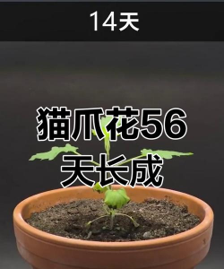 小众送妈妈的花有哪些花