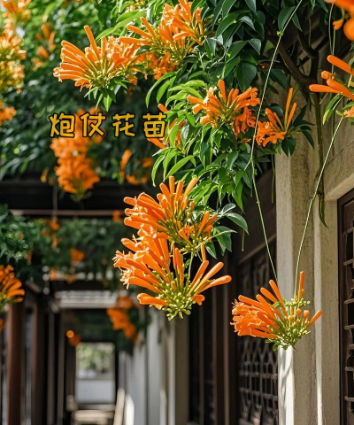 小众送妈妈的花有哪些花