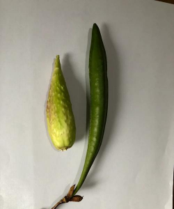 小众送妈妈的花有哪些花