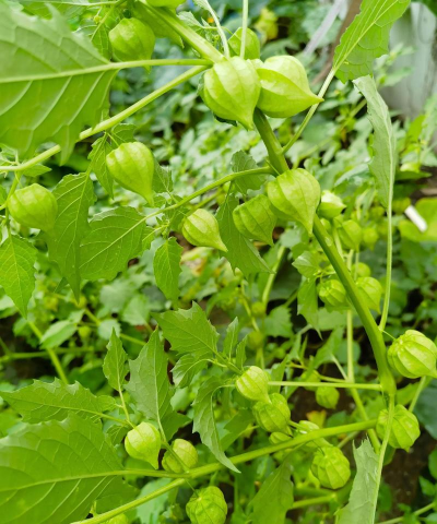 小众送妈妈的花有哪些花