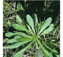 小众送妈妈的花有哪些花