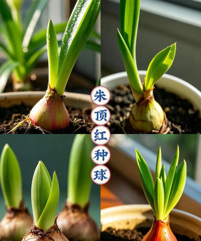 小众送妈妈的花有哪些花