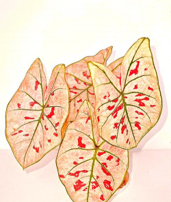 小众送妈妈的花有哪些花