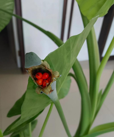 小众送妈妈的花有哪些花