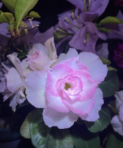 小众送妈妈的花有哪些花