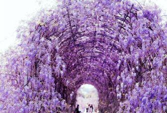 小众送妈妈的花有哪些花