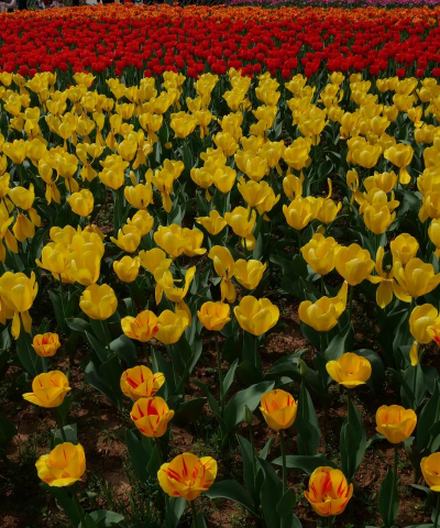 小众送妈妈的花有哪些花